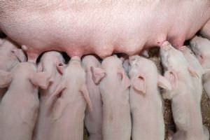 Colostrum – Powering Our Piglets